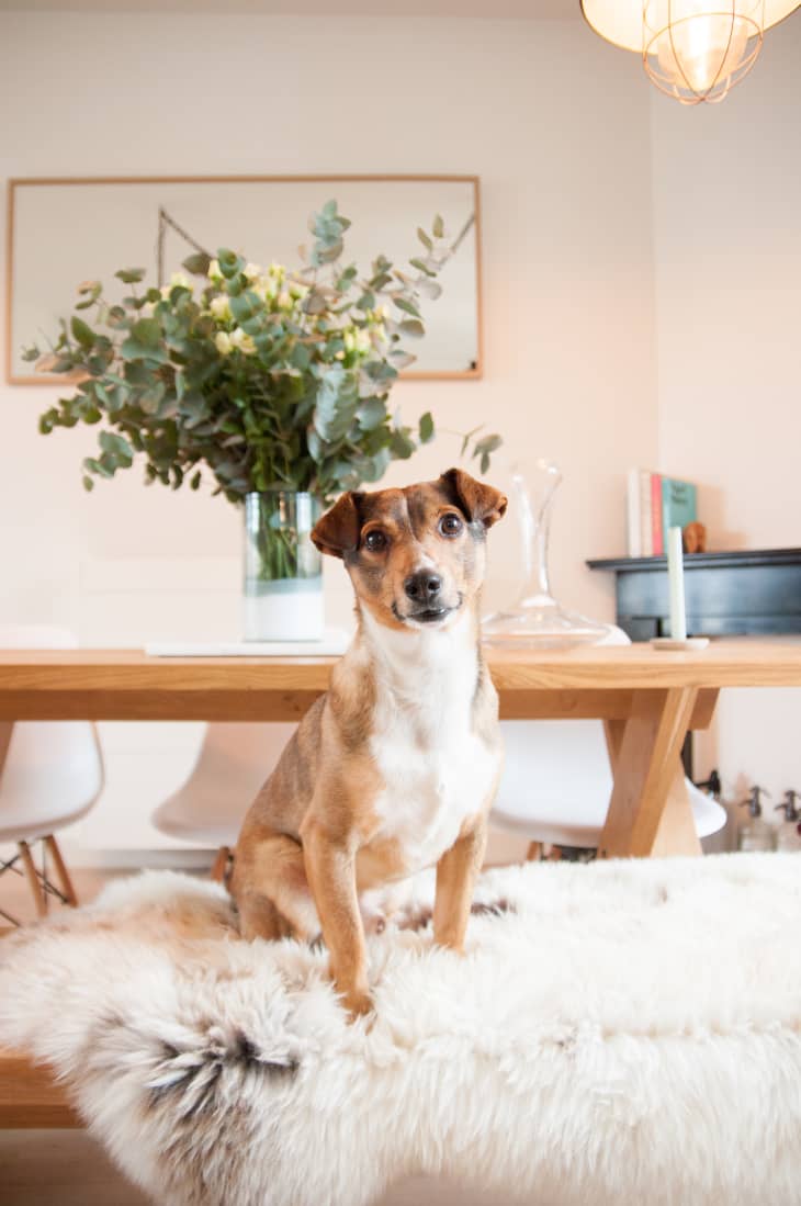 Most popular 2024 house dogs